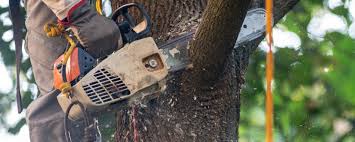 Best Soil Testing and Treatment  in Sewalls Point, FL