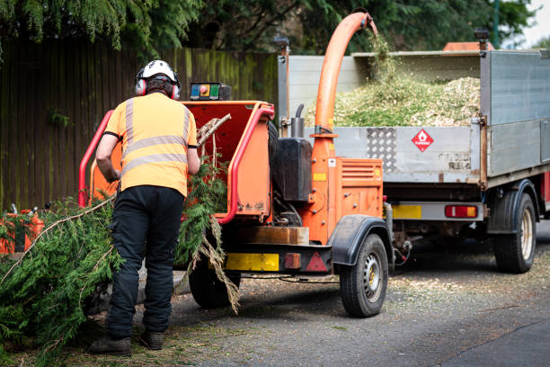 Reliable Sewalls Point, FL Tree Services Solutions