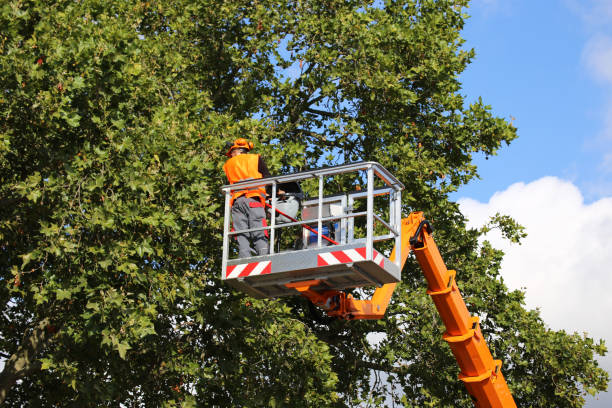 Best Tree Cabling and Bracing  in Sewalls Point, FL
