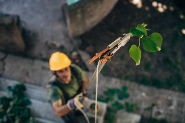 Best Root Management and Removal  in Sewalls Point, FL
