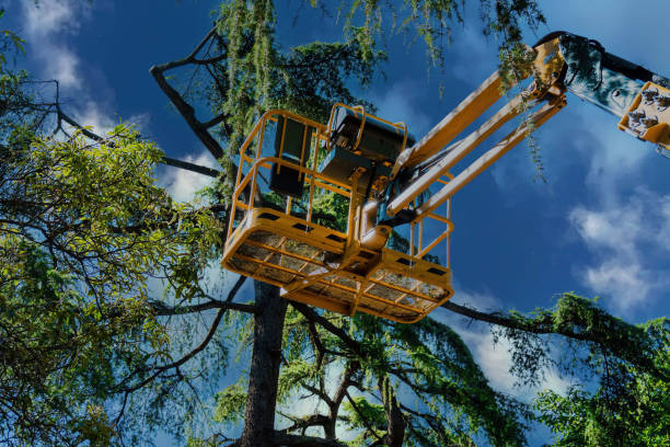  Sewalls Point, FL Tree Services Pros