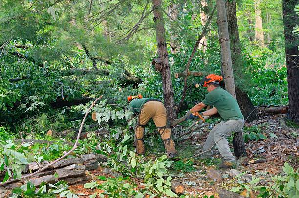 Best Tree Disease Treatment  in Sewalls Point, FL