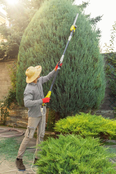 How Our Tree Care Process Works  in  Sewalls Point, FL