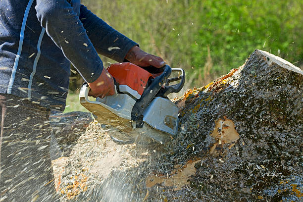 Best Utility Line Clearance  in Sewalls Point, FL