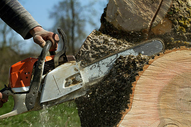 Best Tree Mulching  in Sewalls Point, FL